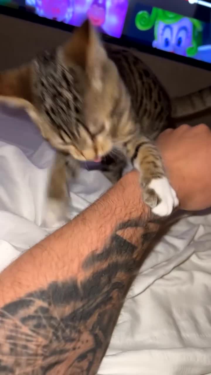 Bengal cats for sale: Bengal Mixed - Video 2