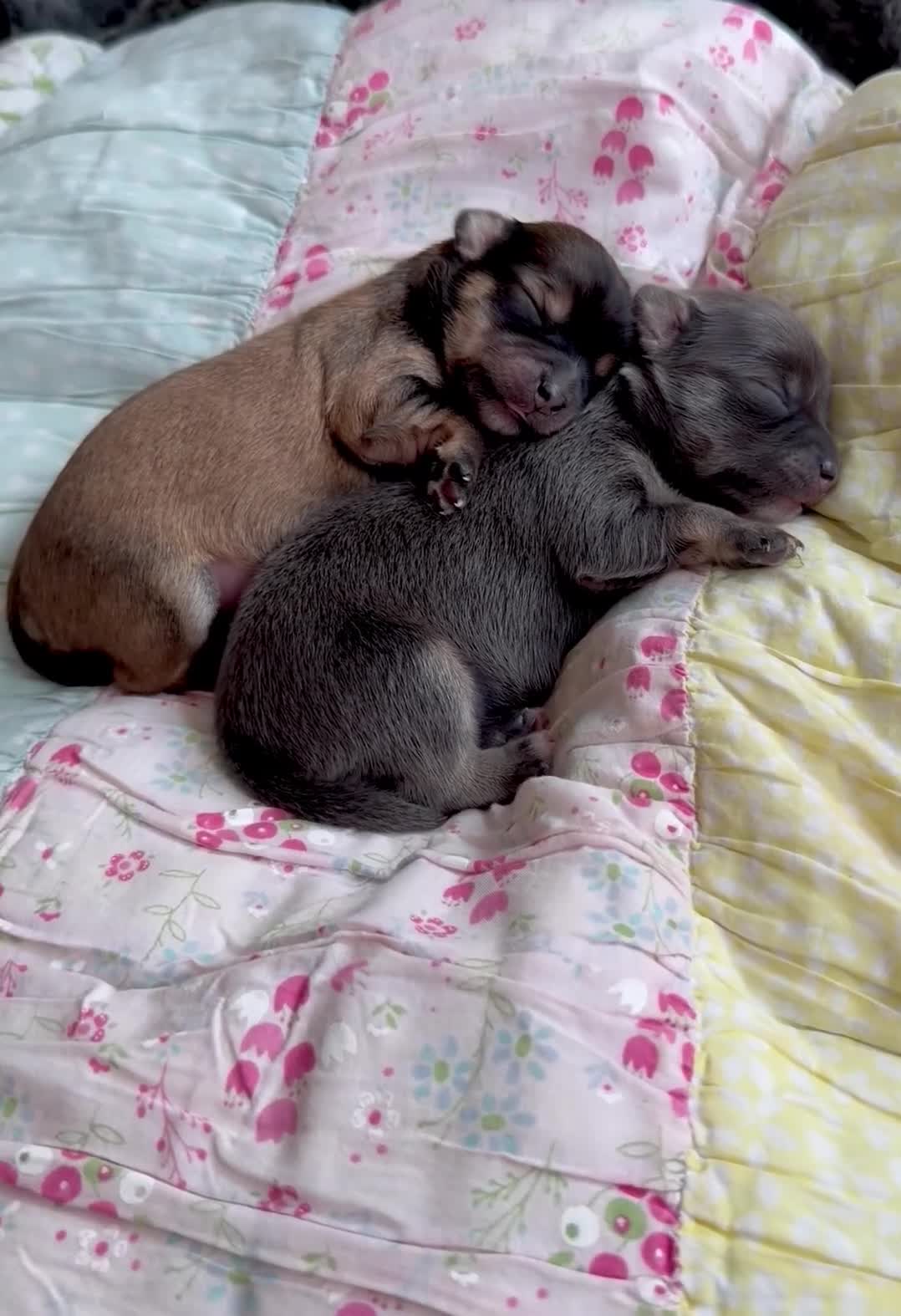 Chorkie dogs for sale: Miniature Chorkie Boys - Video 2