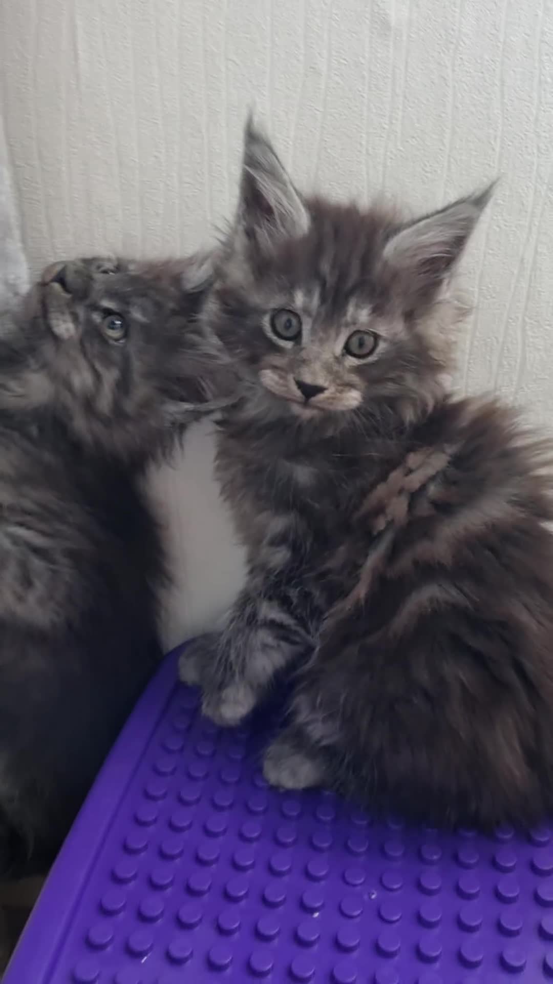 Maine Coon cats for sale: King-size Purebred Maine Coon kittens  - Video 3