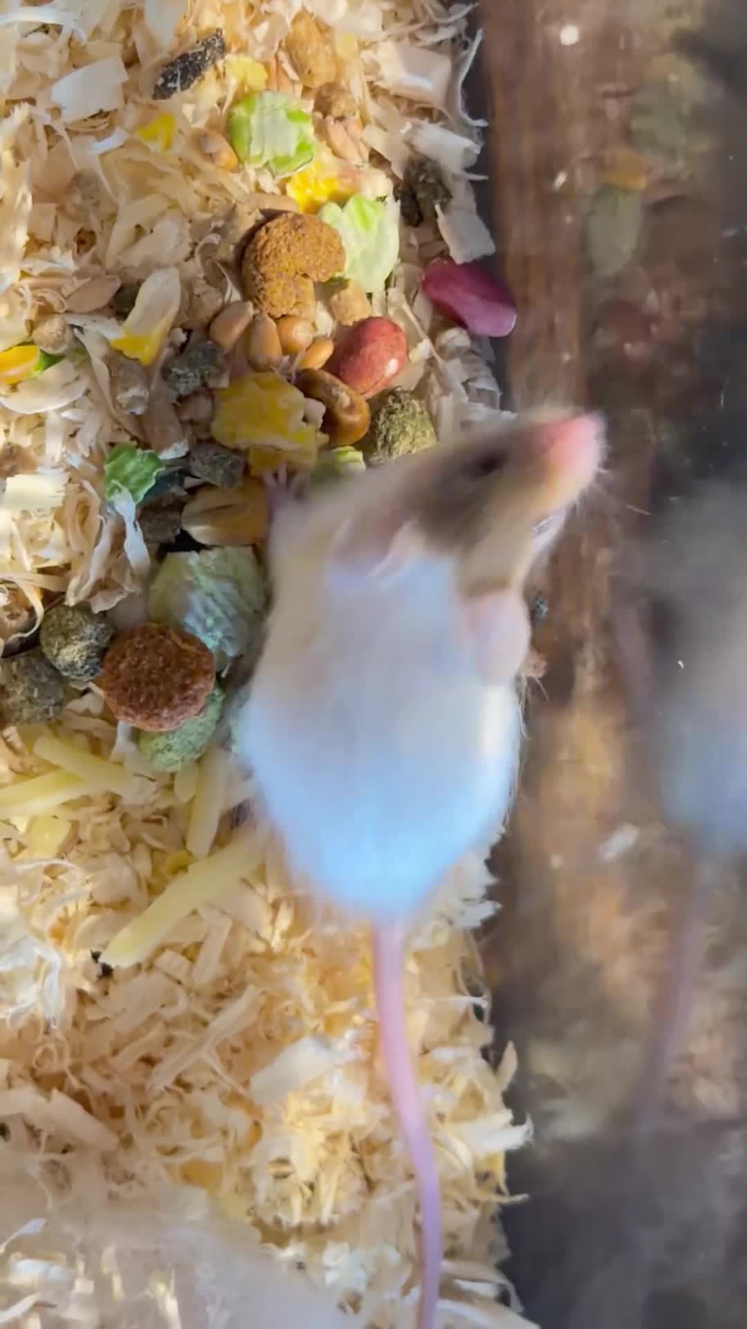 Mouse rodents for sale: Long Haired Fancy Mice  in Helston - Video 1