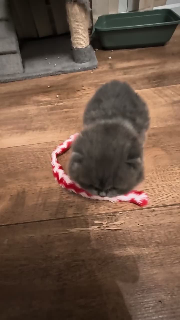British Shorthair cats for sale: Plush British Shorthair Kittens in Liverpool - Video 1