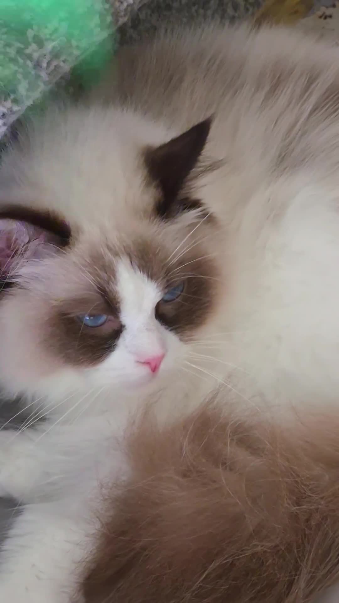 Ragdoll cats for sale: ✨ Exceptional Ragdolls,a distinguished lineage ✨ - Video 1