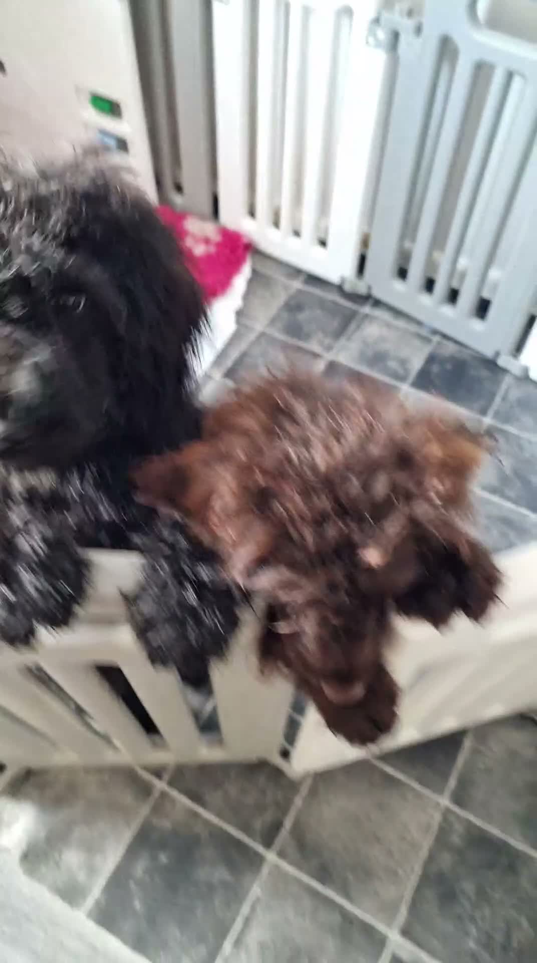 Cockapoo dogs for sale: Full Vaccinations READY NOW Show Cockapoo F1b - Video 3