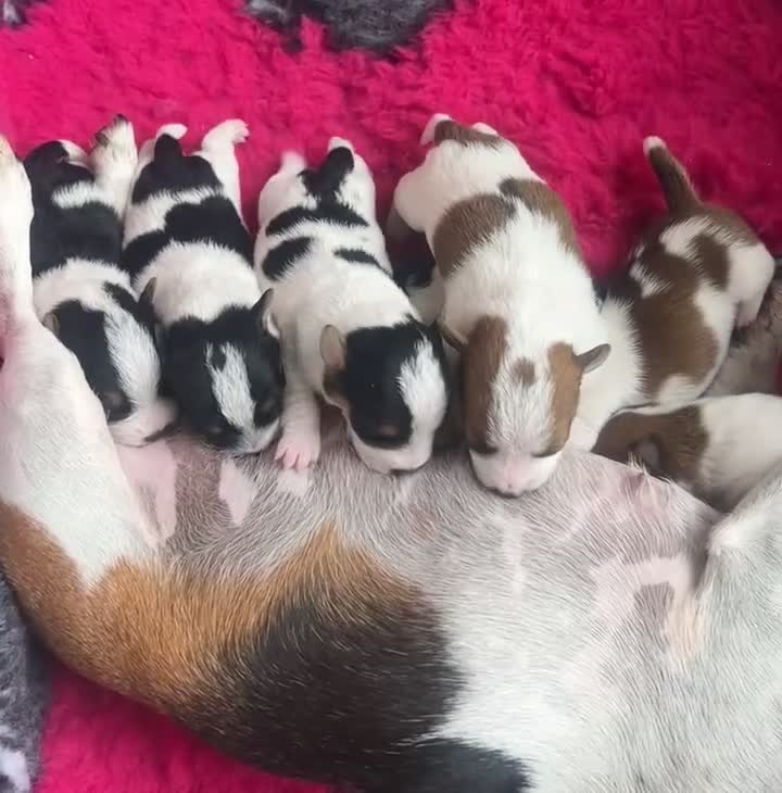 Jack Russell dogs for sale: Gorgeous Mini Jack Russell Terriers - Video 1