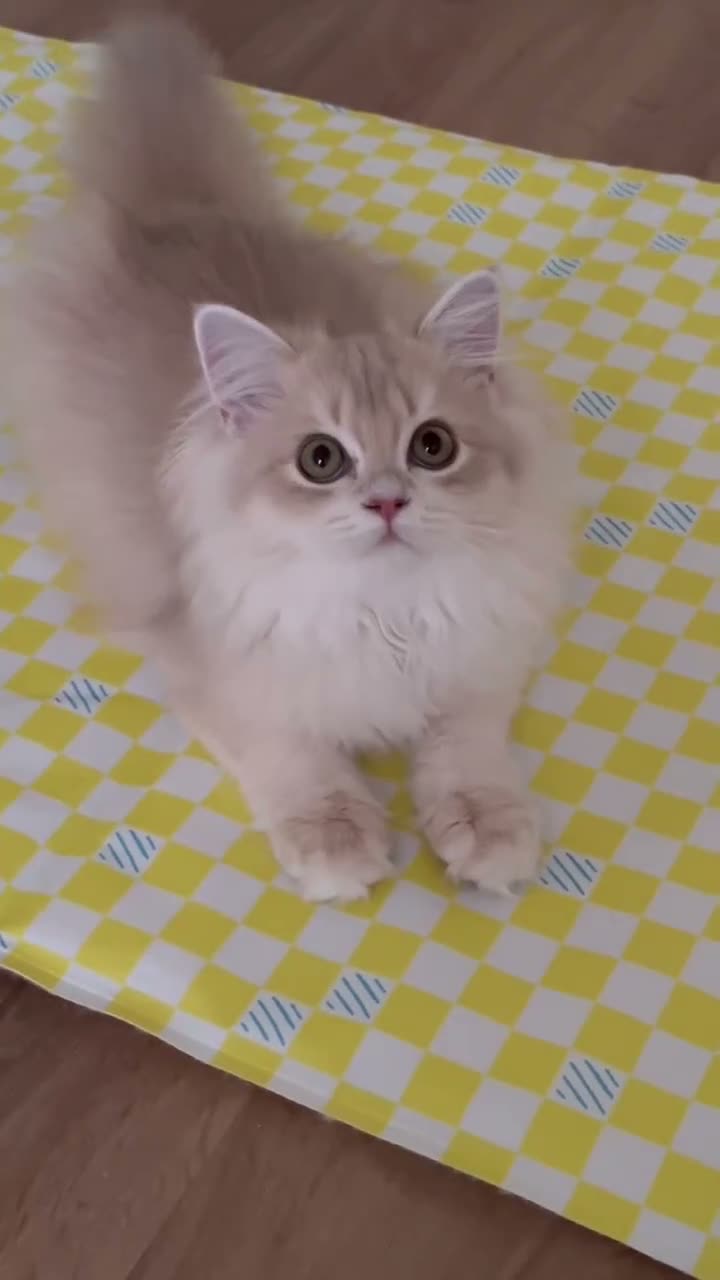 British Longhair cats for sale: Loving Lilac Golden British Longhair Girls - Video 1