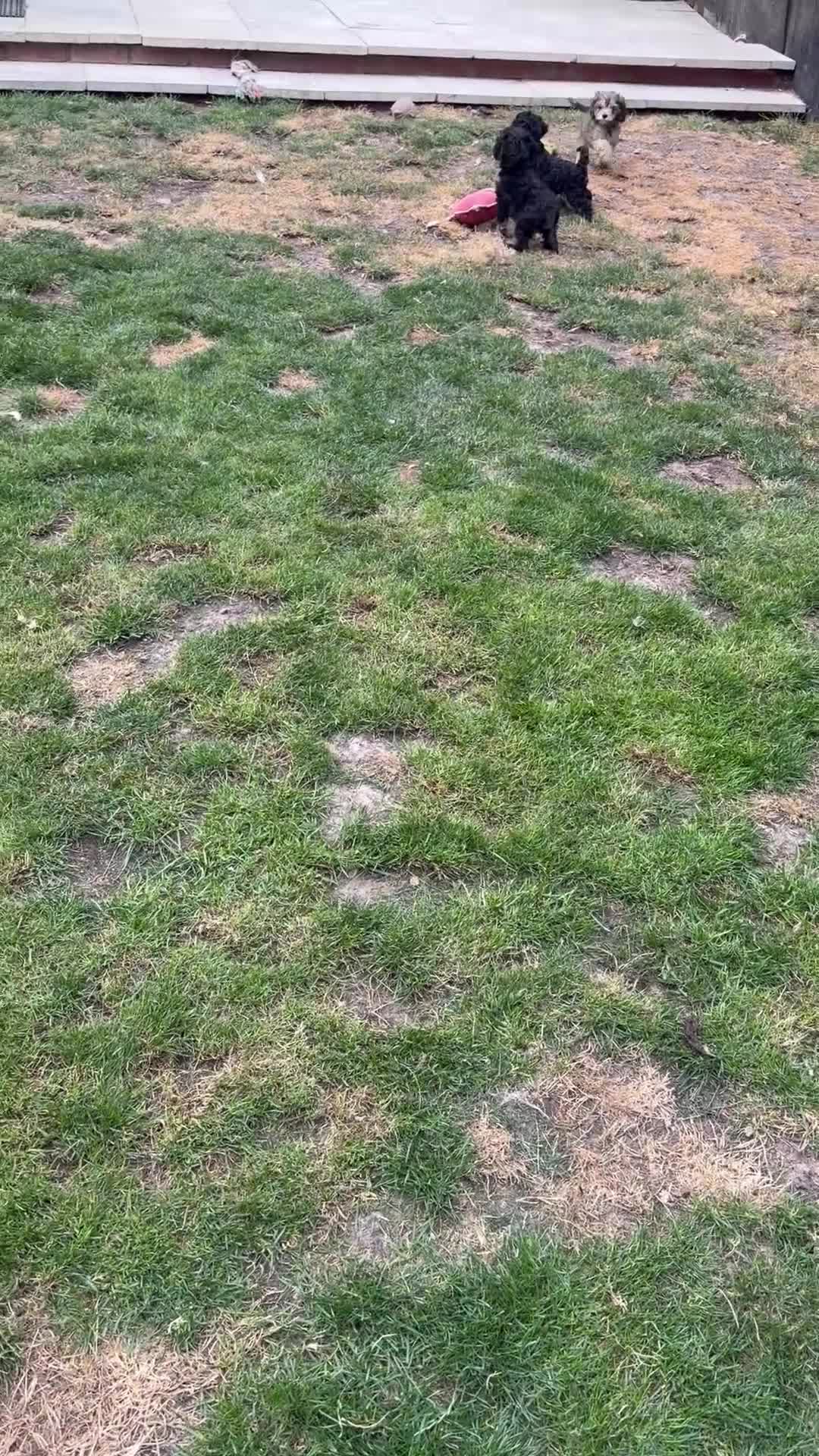 Cockapoo dogs for sale: Beautiful cockapoos 🐶🐶 ready now - Video 1