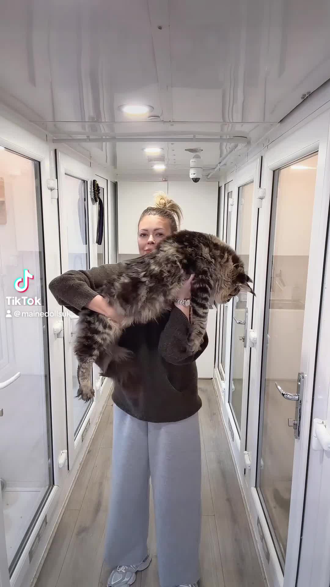 Maine Coon cats for sale: XL MAINE COON EUROPEAN LINES! Ready now!  - Video 2