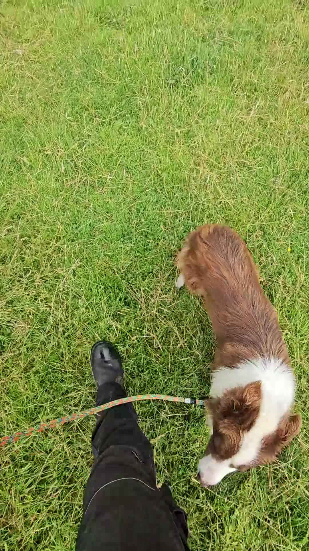 Border Collie dogs for sale: Red and white border collie - Video 1
