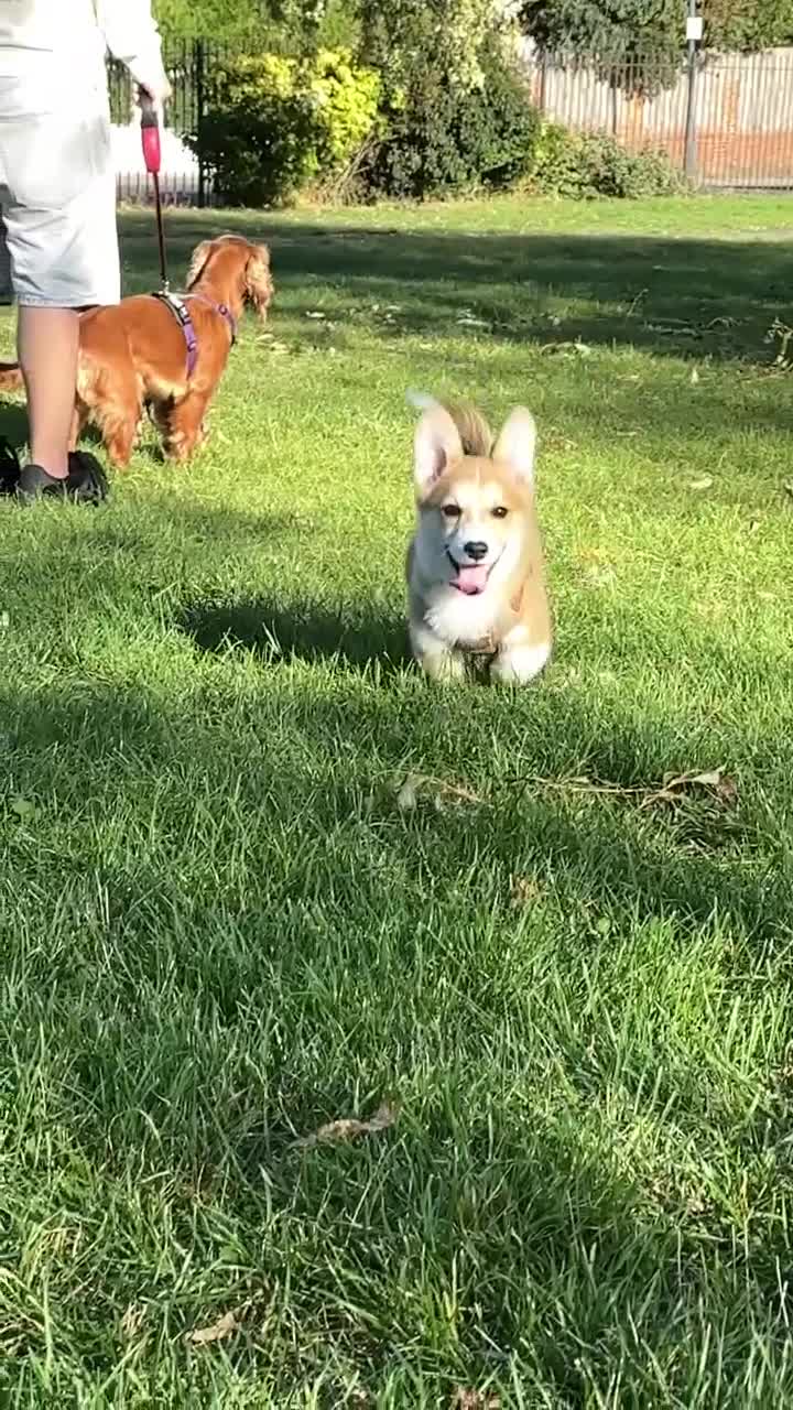 Welsh Corgi Pembroke dogs for stud: KC Registered Pembroke Welsh Corgi Stud Available in London - Video 1