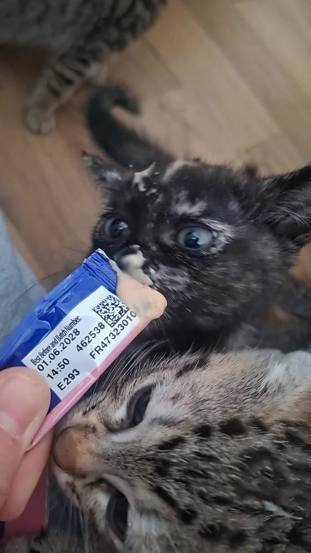 Mixed Breed cats for sale: 2 BEAUTIFUL FEMALE KITTENS🐱❤️ - Video 1