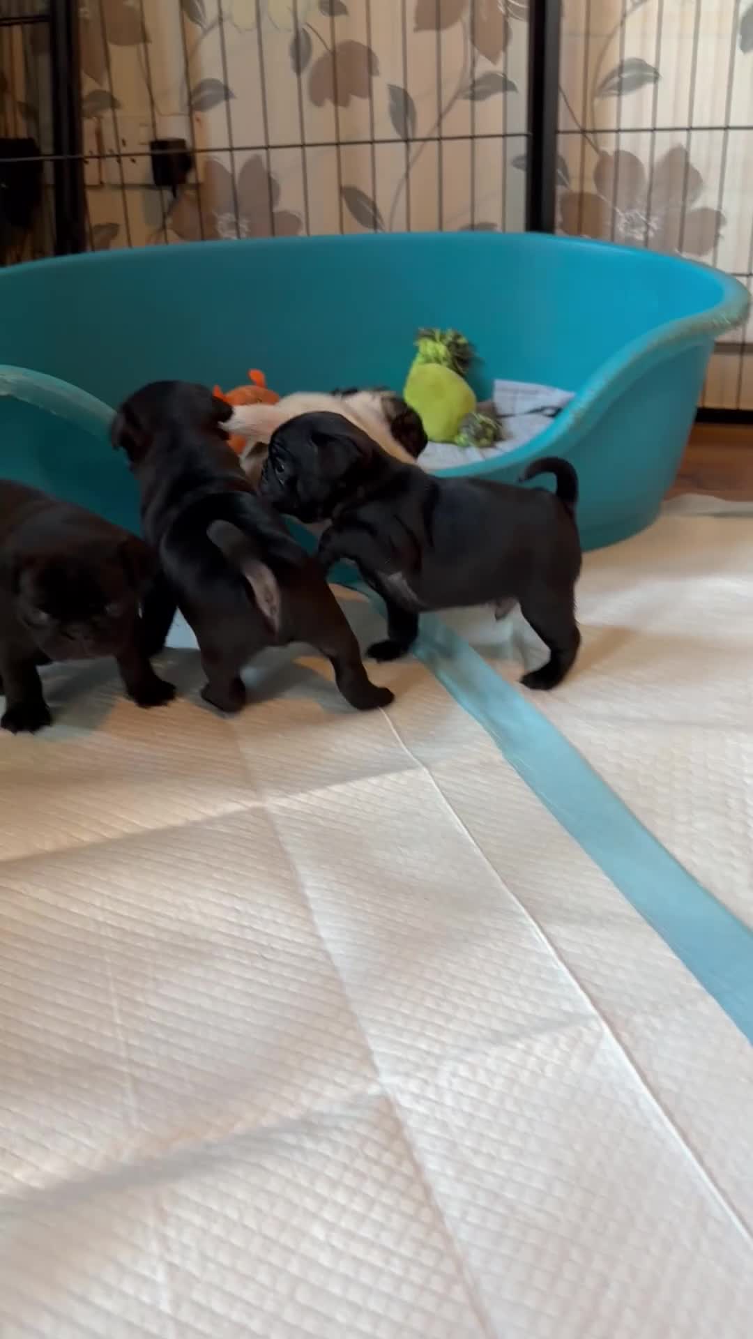 Pug dogs for sale: Pug puppies  in Glasgow - Video 1