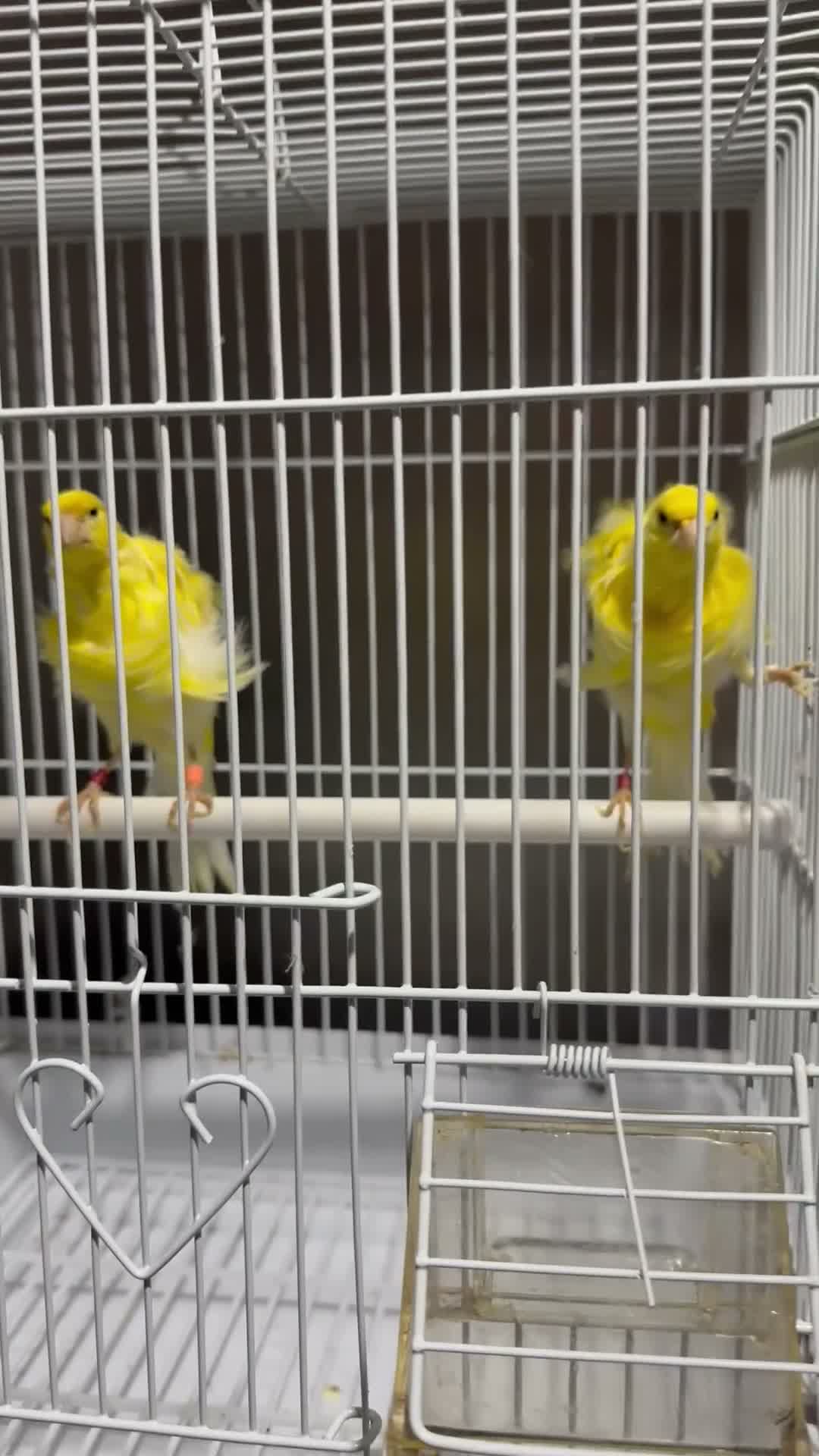 Canaries birds for sale: Beautiful Frilled Canaries – Pair with Cage - Video 2