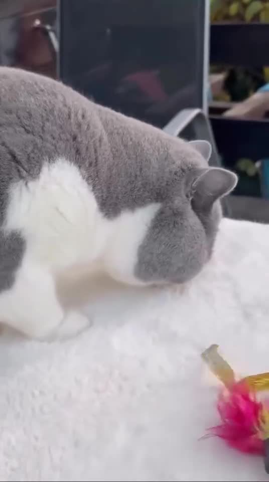 British Shorthair cats for stud: Exceptional polish import excellent pedigree  - Video 1