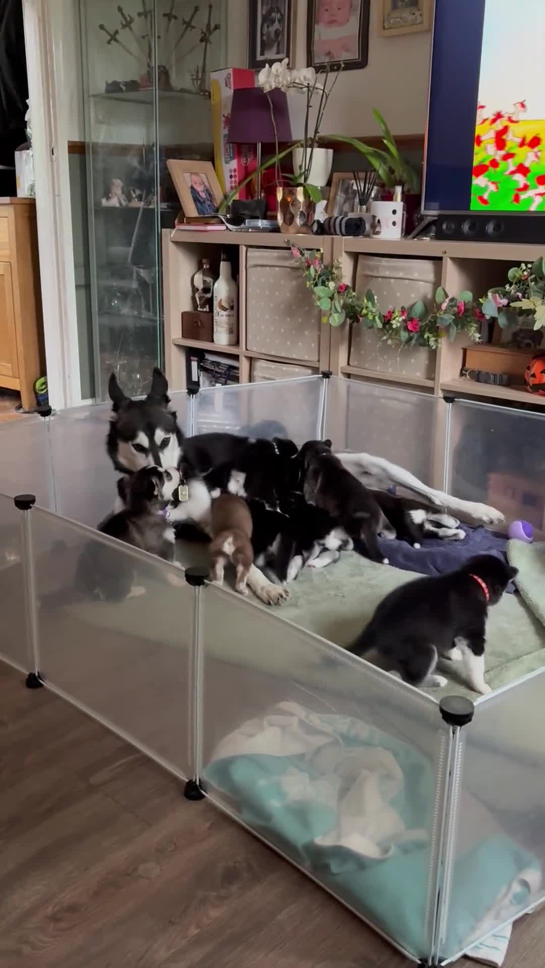 Siberian Husky dogs for sale: Adorable Siberian huskies  in Saint Helens - Video 1