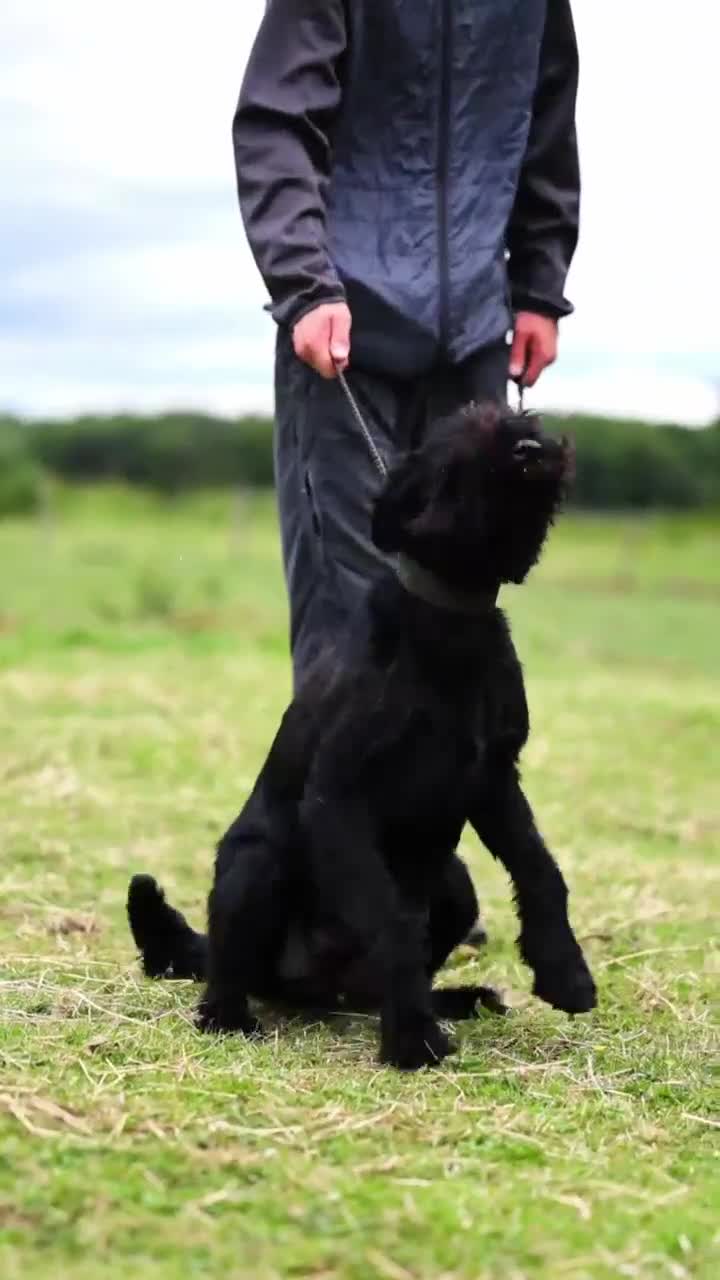 Giant Schnauzer dogs for sale: Working line Giant schnauzer puppies - Video 1