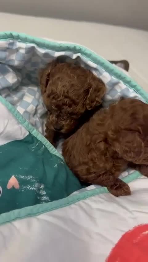 Poodle dogs for sale: Stunning Asian poodle for sale 🤩 - Video 4