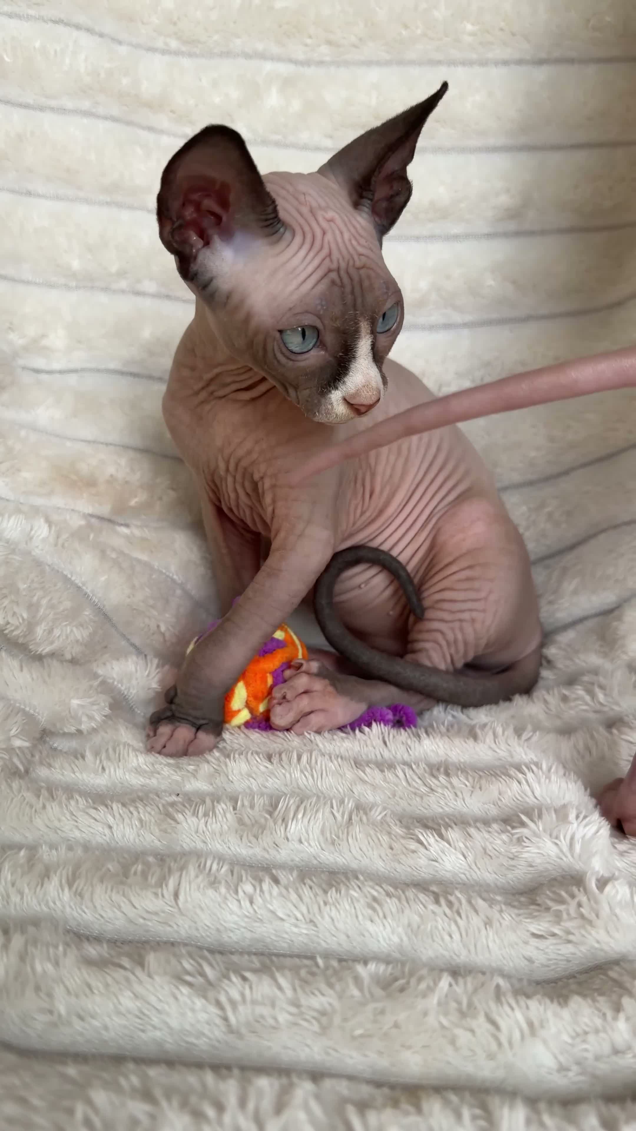Sphynx cats for sale:  A Very Special Little Girl – Now Available  - Video 2