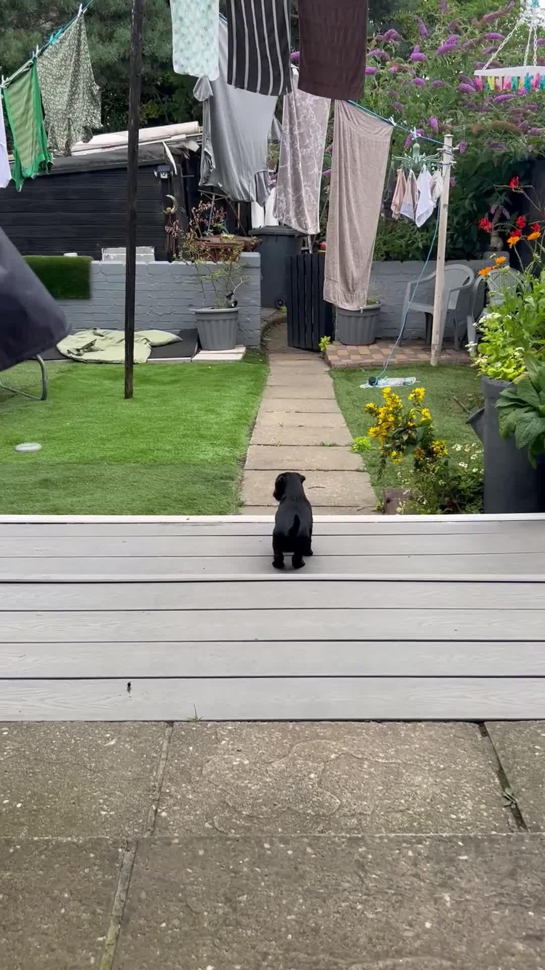 Patterdale Terrier dogs for sale: Patterdale girl in Coatbridge - Video 2