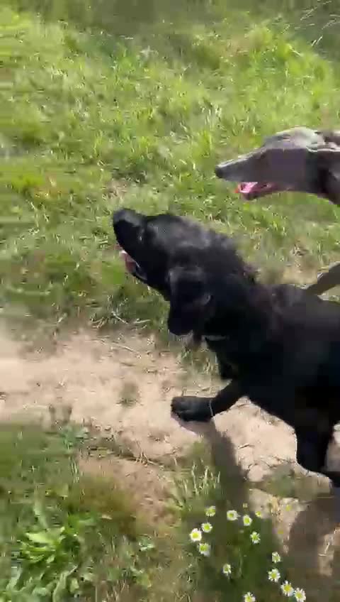 Flat coated Retriever dogs for sale: Flat coat make retriever for adoption  - Video 1