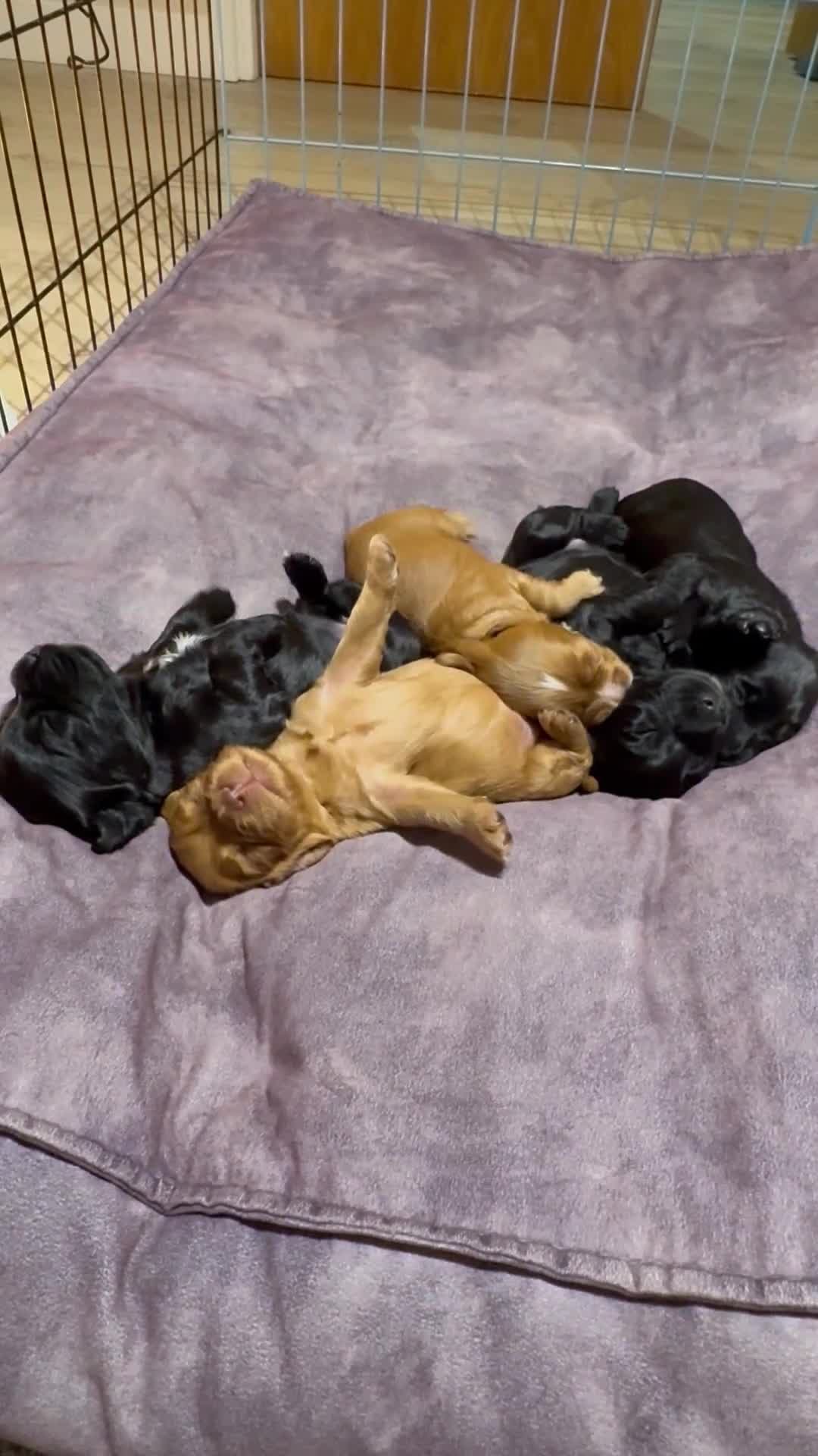 Cocker Spaniel dogs for sale: Cocker Spaniel Puppies – Ready for Loving Homes - Video 1