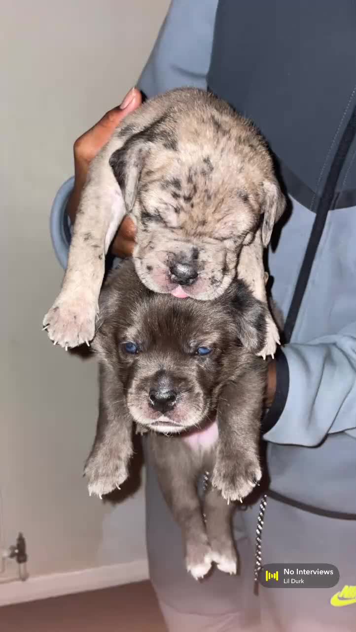 Mixed Breed dogs for sale: Cane corso x catahoula x bulldog mixbreed - Video 3