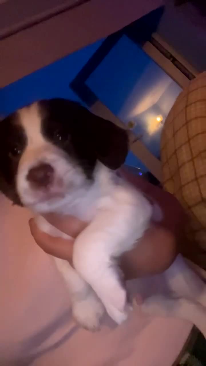 English Springer Spaniel dogs for sale: Gorgeous springer spaniel pups for sale  - Video 1