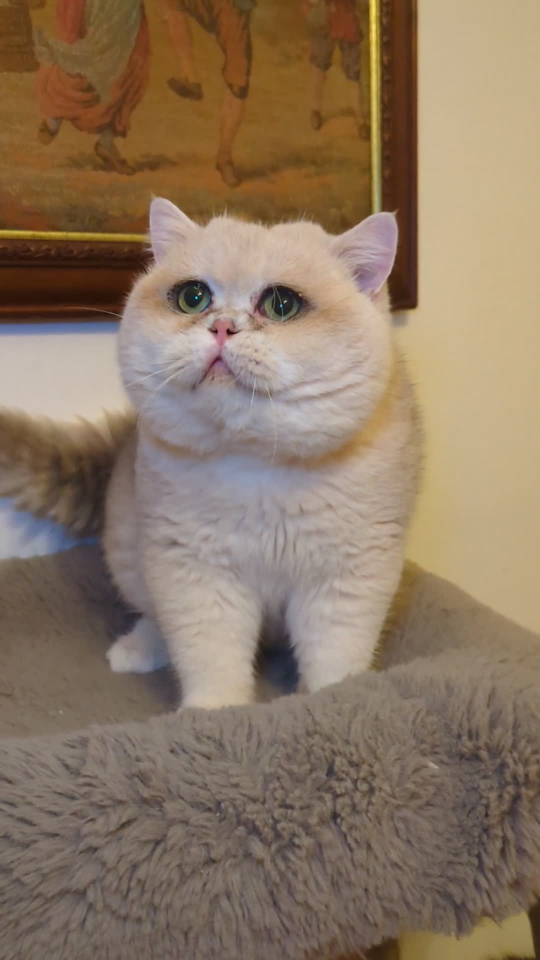 British Shorthair cats for sale: ** Pending ** Absolute diva  - Video 2