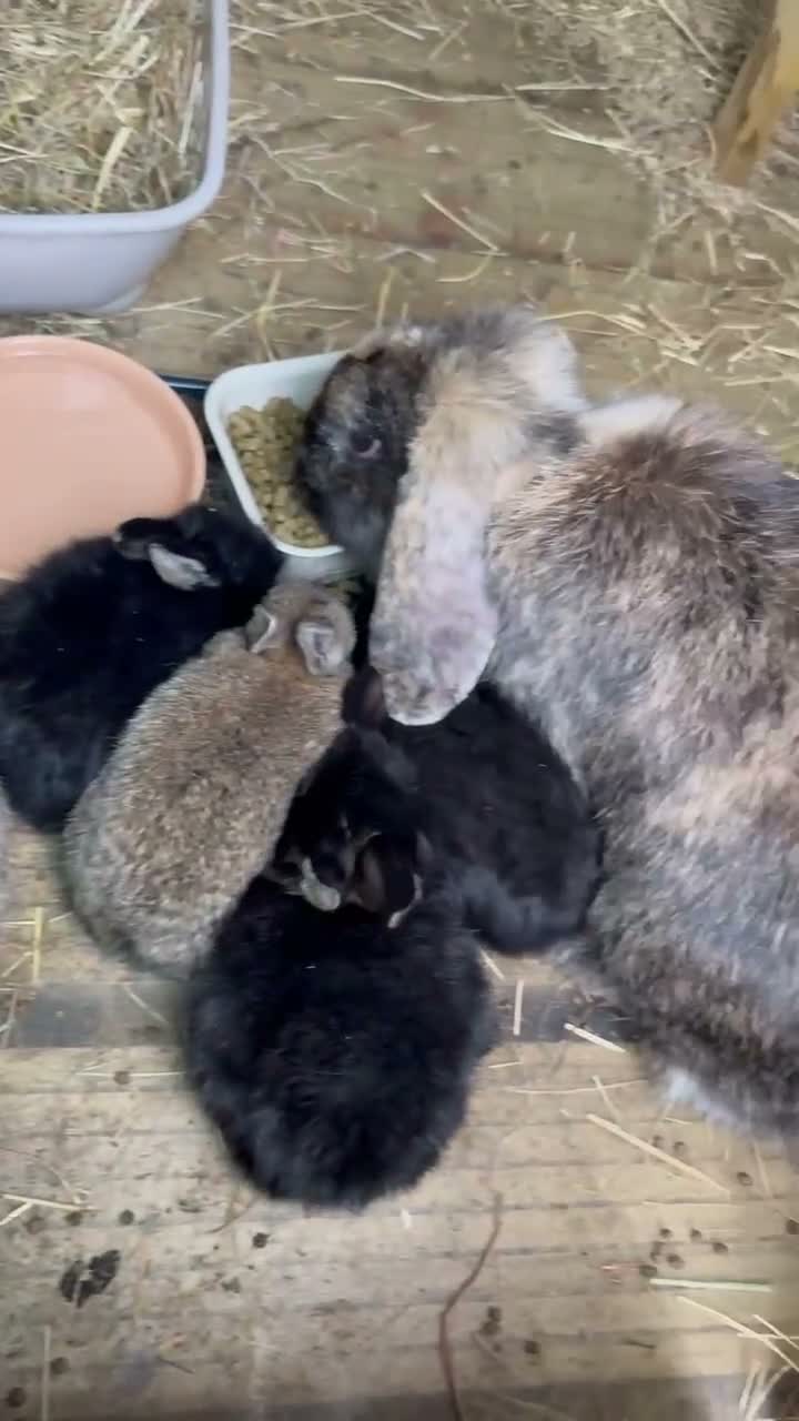 Dwarf Lop rabbits for sale: Lop X Netherland  - Video 1