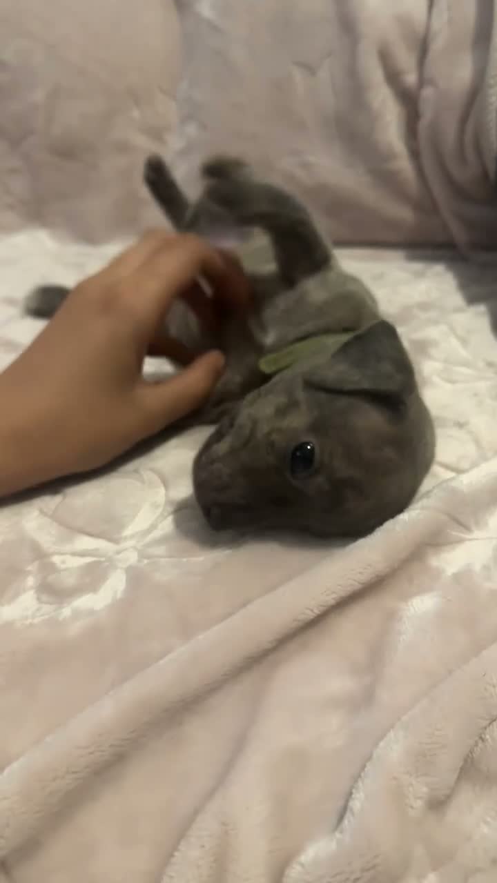 Mixed Breed dogs for sale: Staffy x pups for sale  in Stockport - Video 2