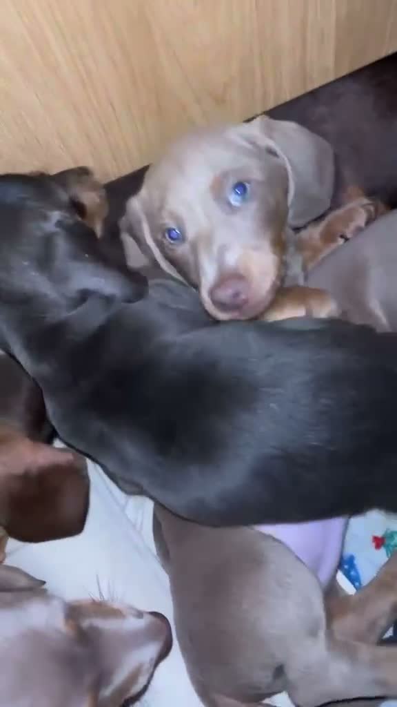 Dachshund dogs for sale: Pure breed dachshund  - Video 1