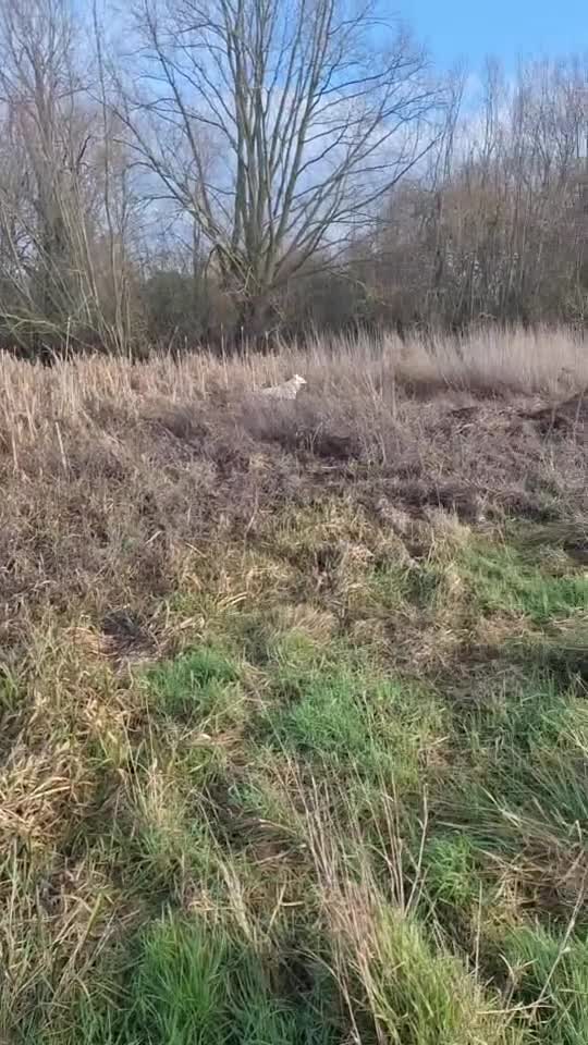 German Shepherd dogs for sale: German Shepherd puppy for sale - Video 2