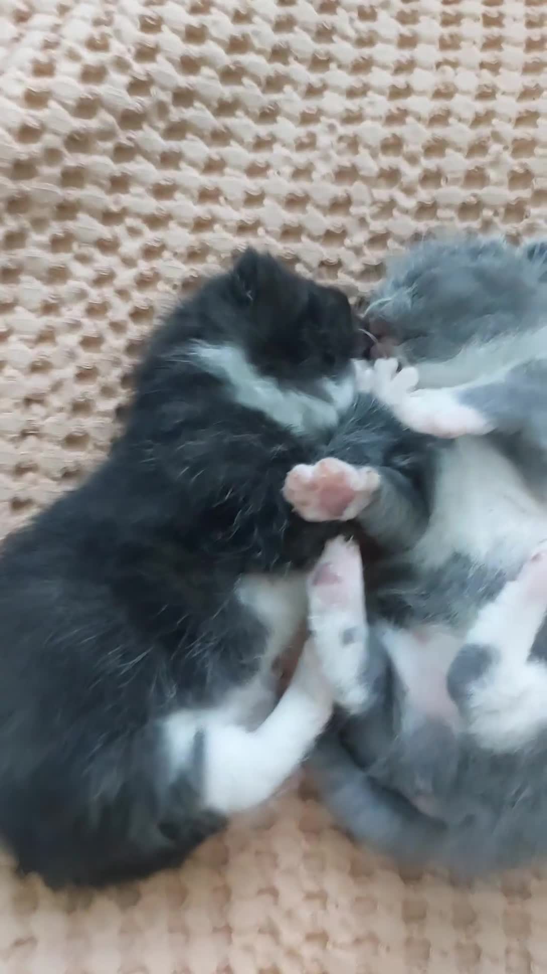 British Shorthair cats for sale: Six British short-haired mixed breed - Video 2