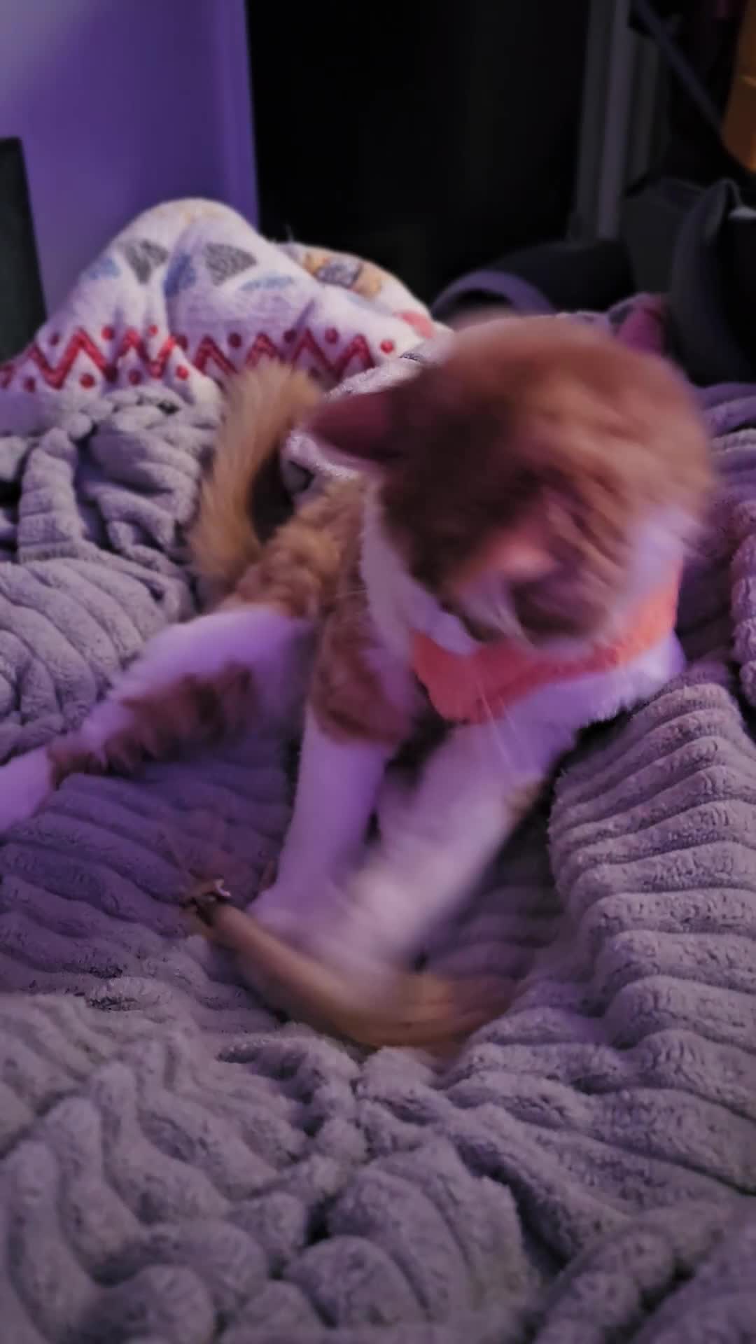 Mixed Breed cats for sale: Ketchup  - Video 3