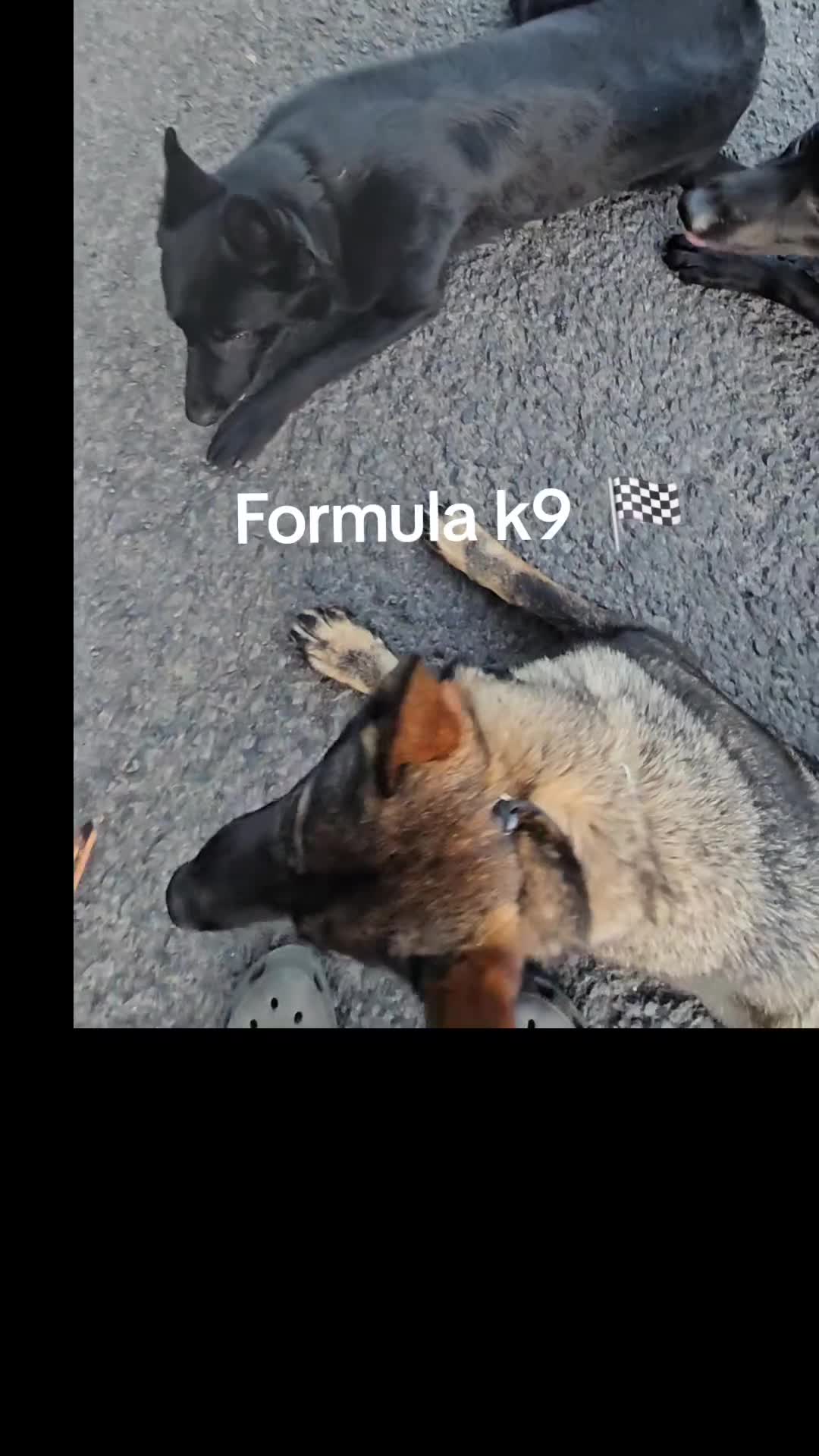 German Shepherd dogs for sale: Exceptional, Trained Working Line German Shepherd  - Video 1