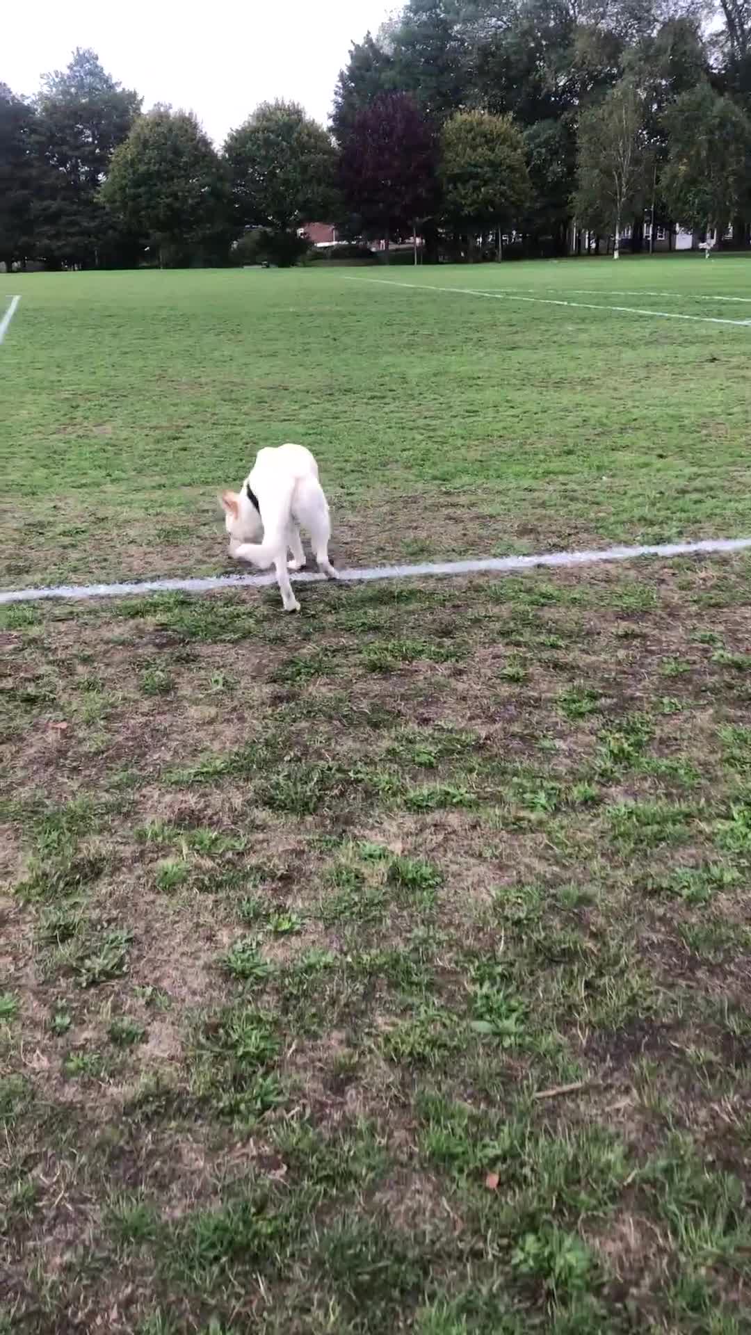 Mixed Breed dogs for sale: WHITE GERMAN SHEPHERD X AKITA MALE - Video 1