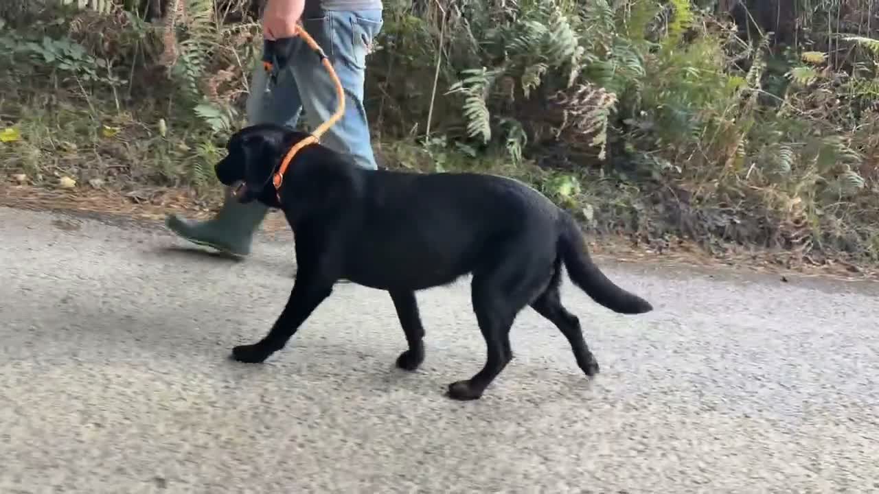 Labrador Retriever dogs for sale: Adult - KC Registered Black Labrador Retriever  - Video 4