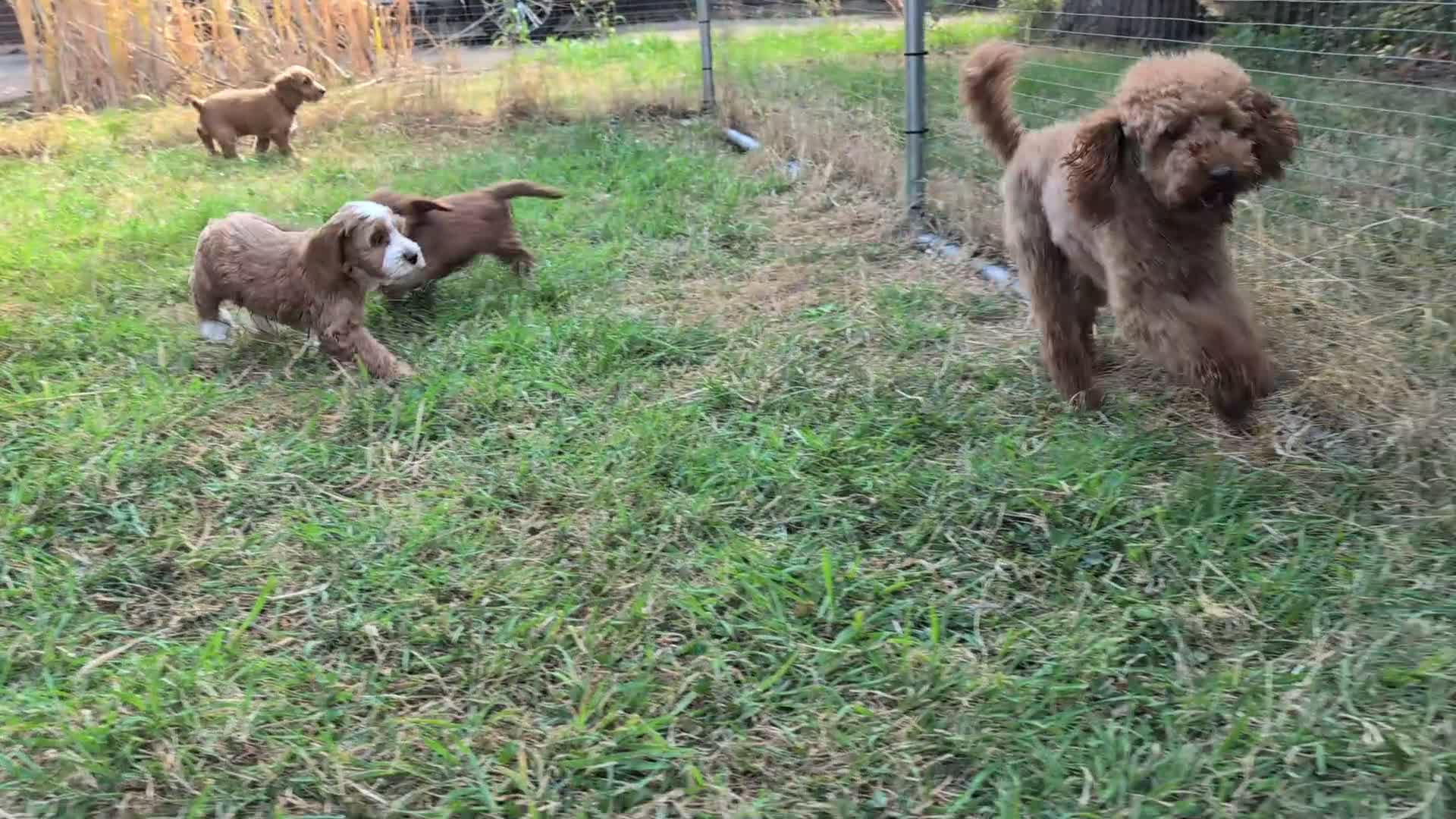 Cockapoo dogs for sale: Beautiful red pups from health tested parents - Video 1