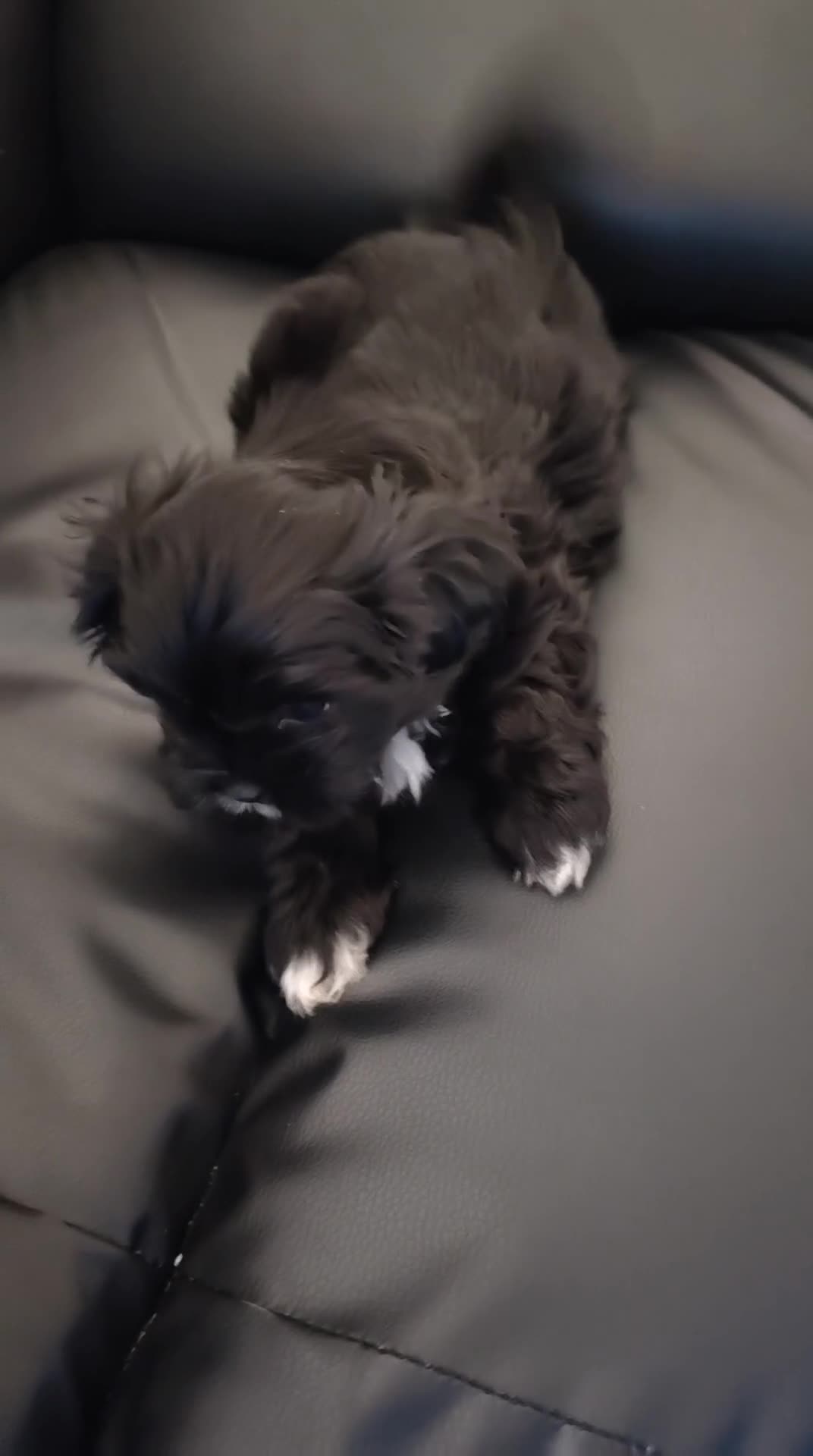 Shichon dogs for sale: Adorable shichon puppies - Video 2