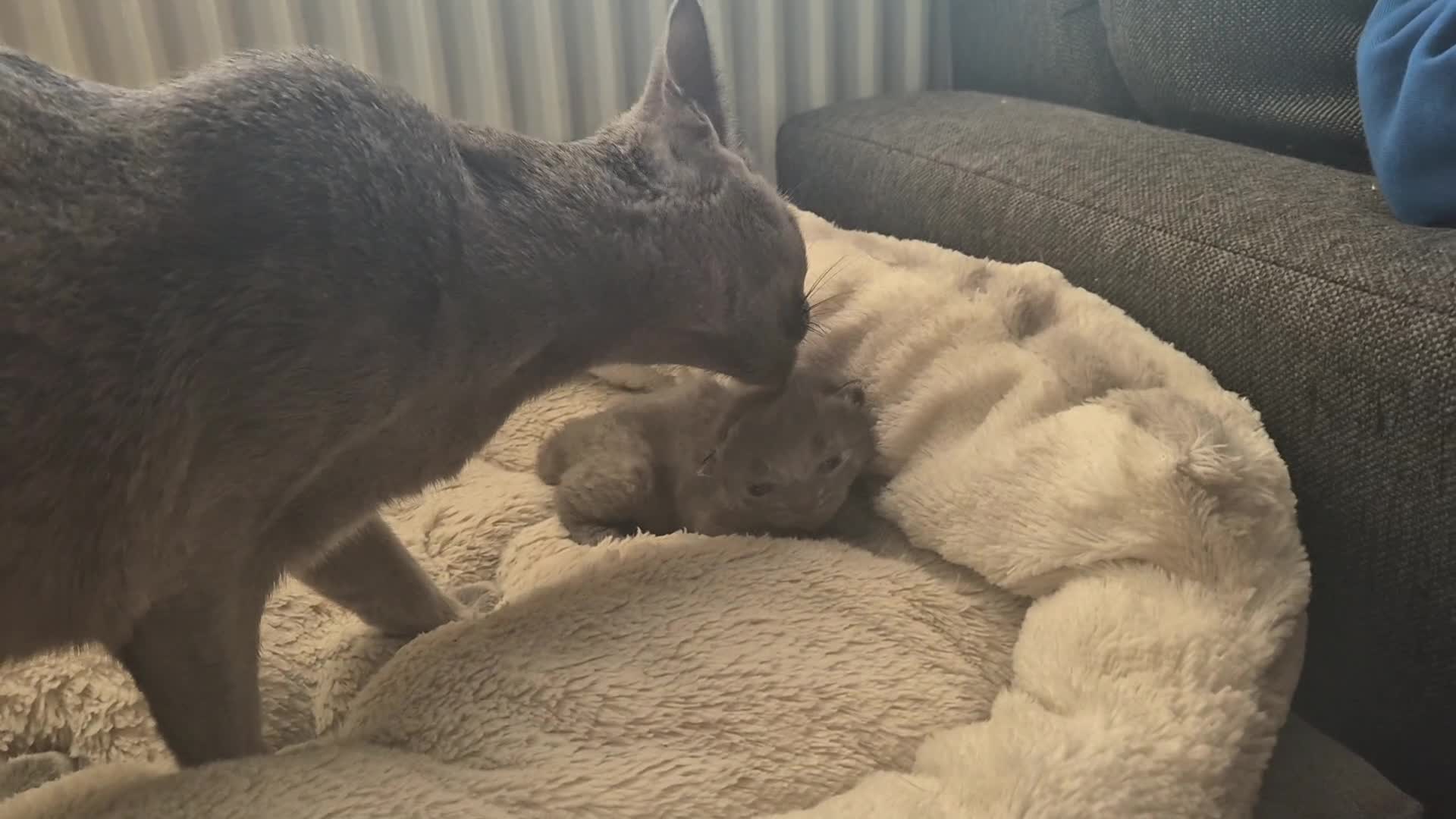 Russian Blue cats for sale: Pure Russian 💙 All kittens are reserved 💙💙 - Video 1