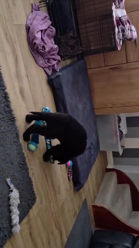German Shepherd dogs for sale: High Quality Straight back KC registerd GSD pups - Video 2
