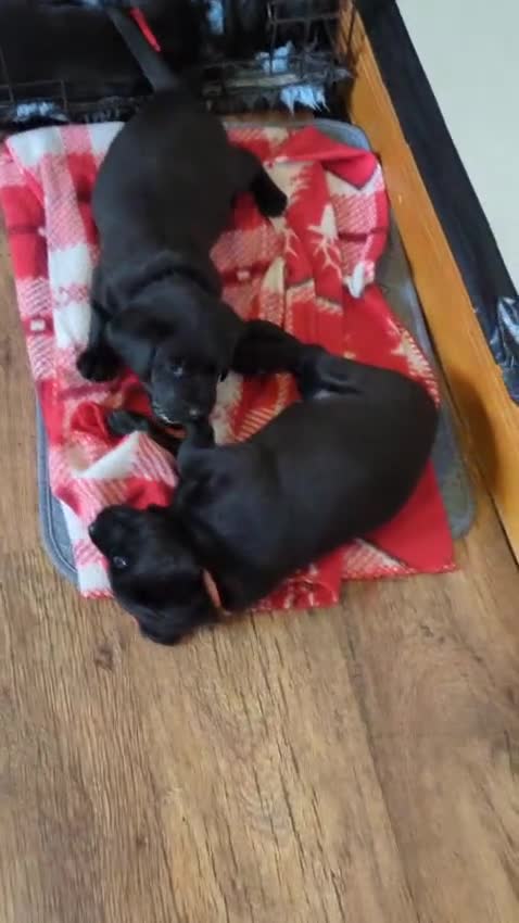 Labrador Retriever dogs for sale: Black Labrador Puppies for sale  - Video 4