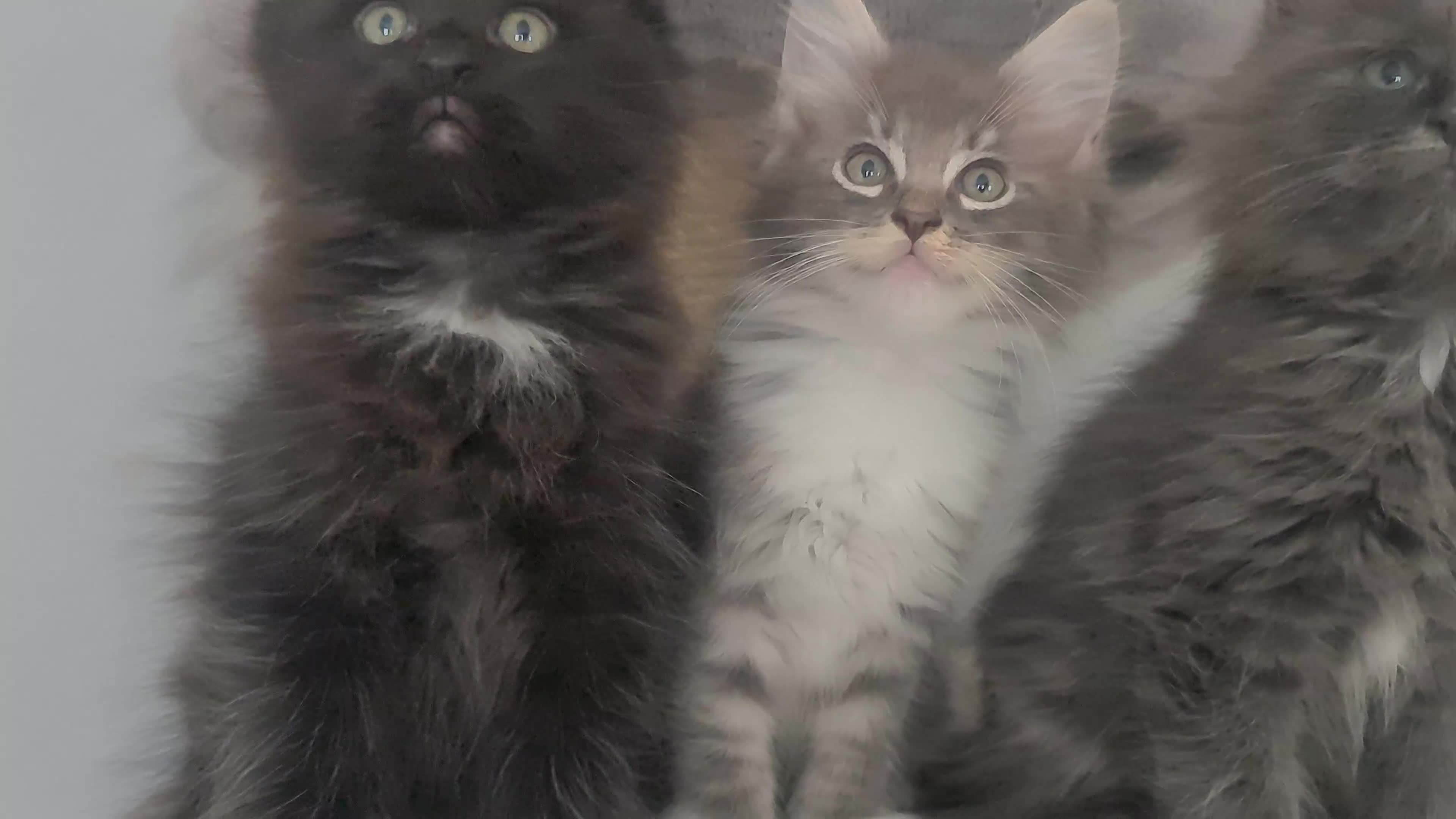 Mixed Breed cats for sale: Ragcoon kittens  - Video 1