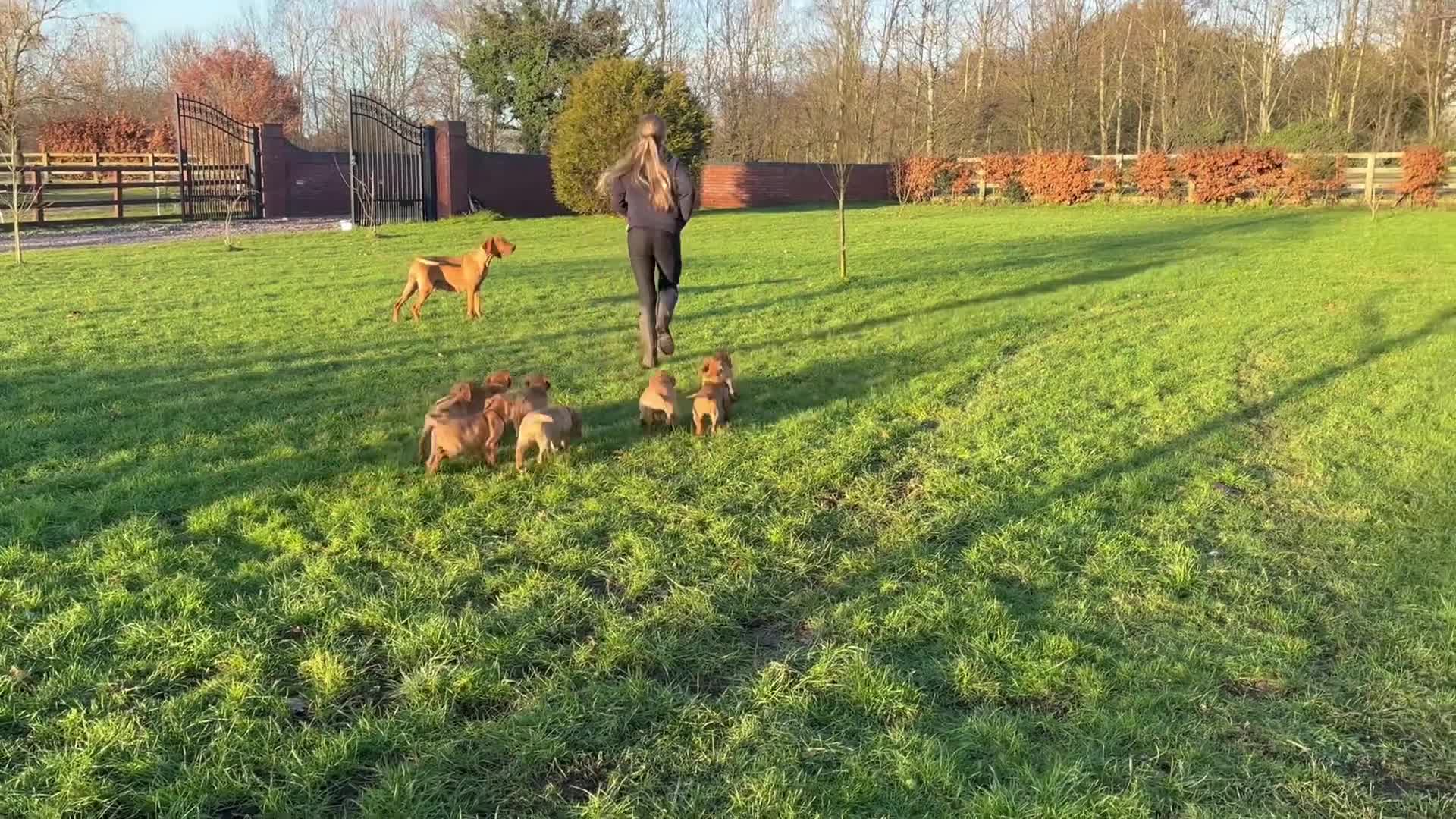 Mixed Breed dogs for sale: Stunning quality Vizslador puppies  - Video 4