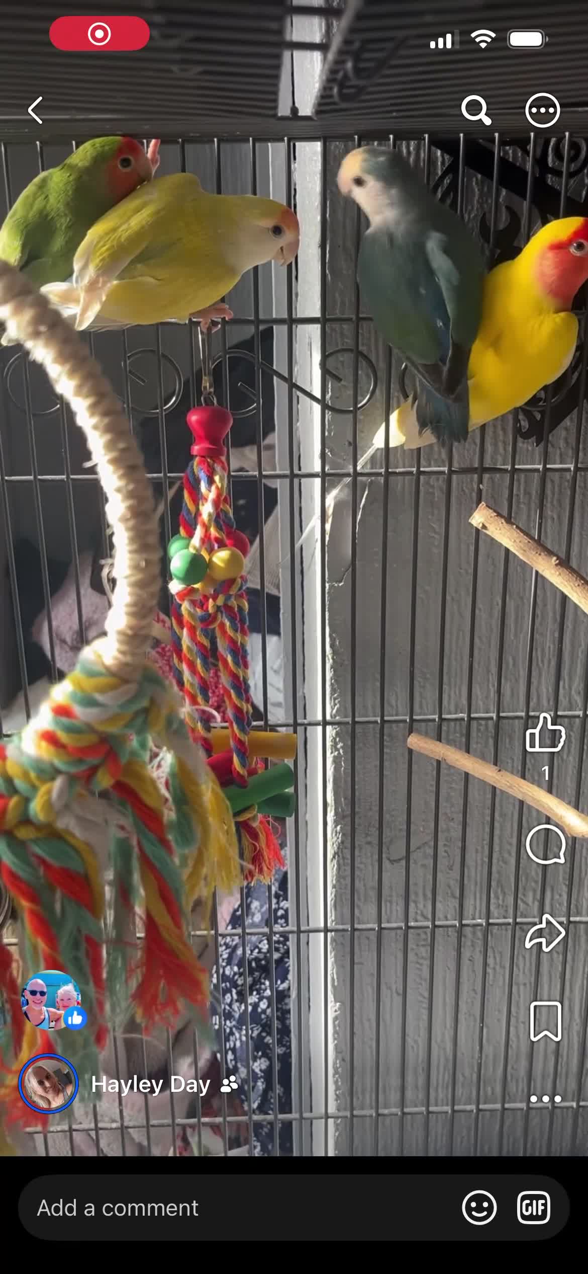 Mixed Breed birds for sale: Female budgies, Love birds and diamond dove in Scunthorpe - Video 1