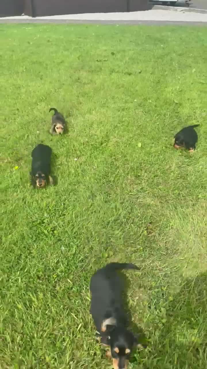 Miniature Dachshund dogs for sale: KC reg, mini long dachshund puppies - Video 1