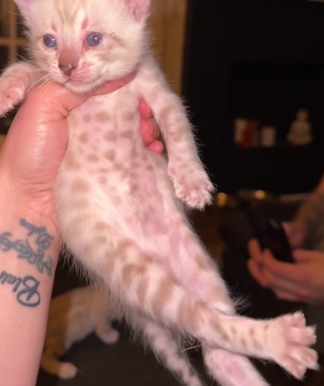 Bengal cats for sale: 2 snow lynx point boys - Tica available   - Video 1