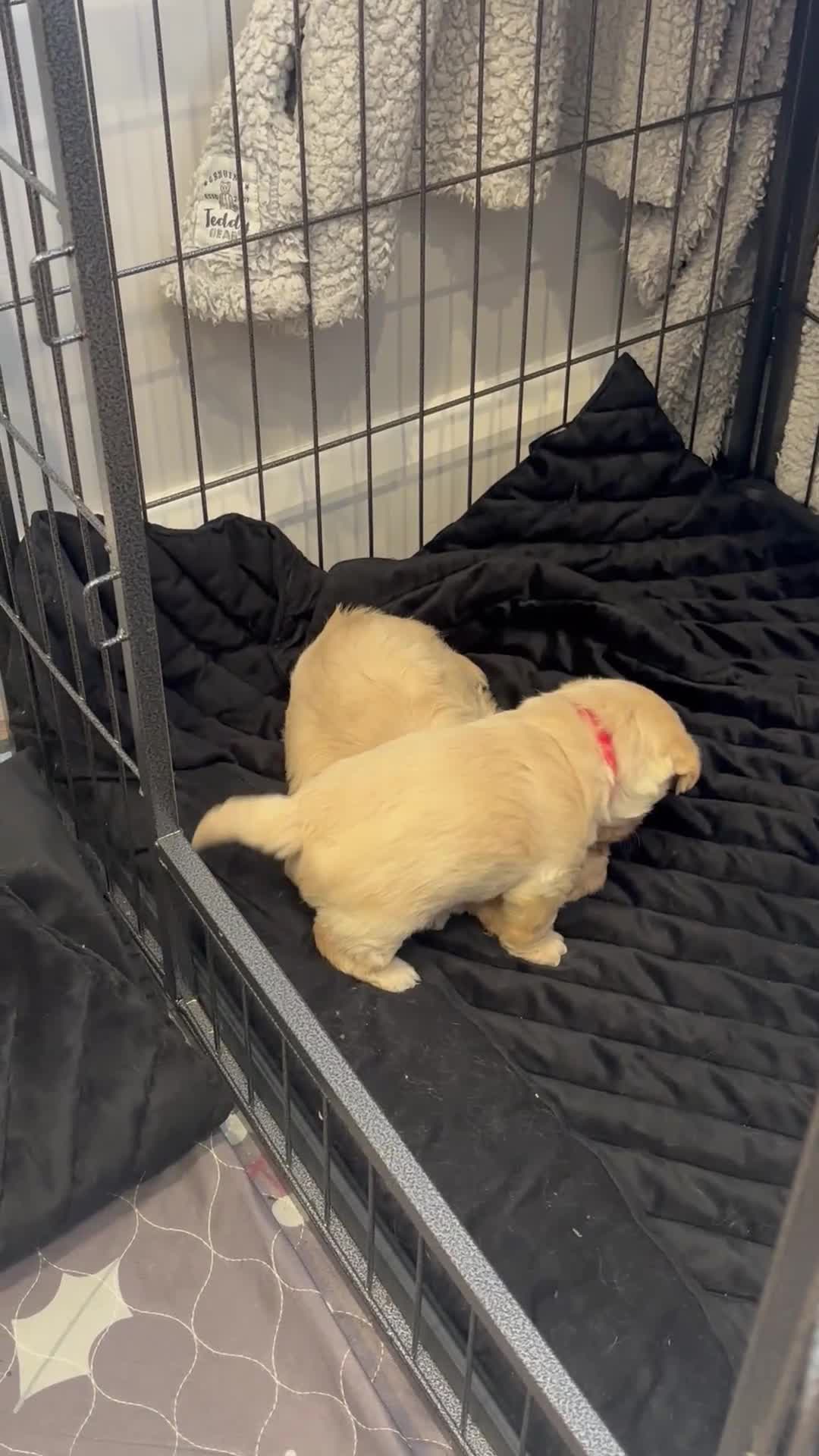 Mixed Breed dogs for sale: Westiepoo Pups For Sale - Video 1