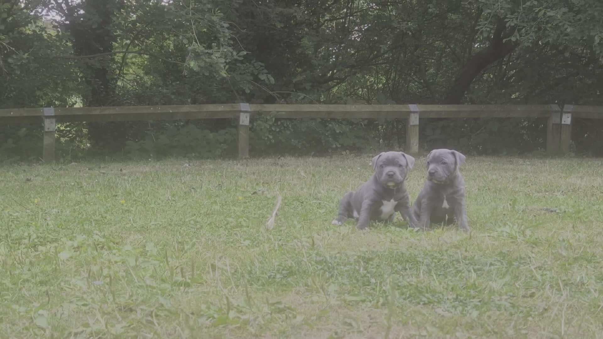 Staffordshire Bull Terrier dogs for sale: KC Registered Staffordshire Bull Terrier Pups in Liverpool - Video 4