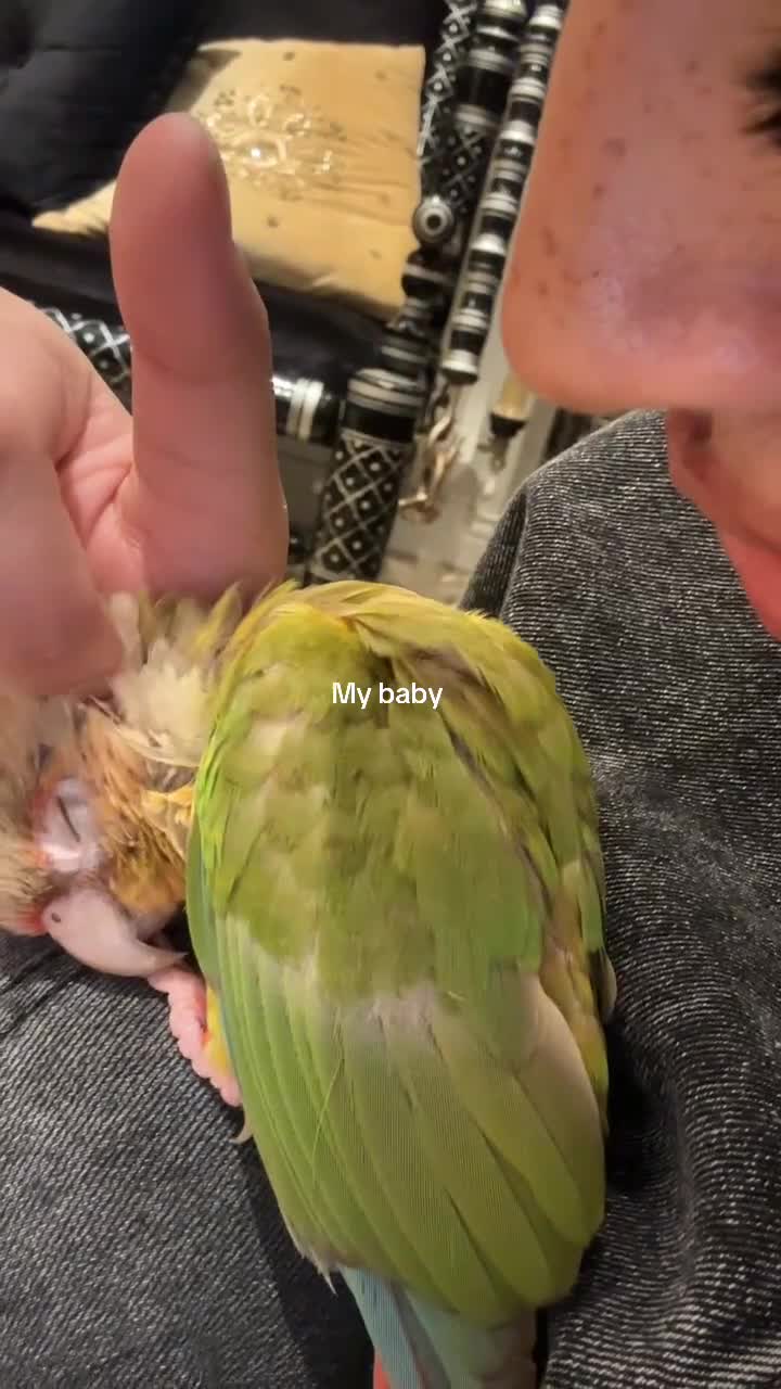 Conures birds for sale: Pineapple concure fully tamed parrot  - Video 2