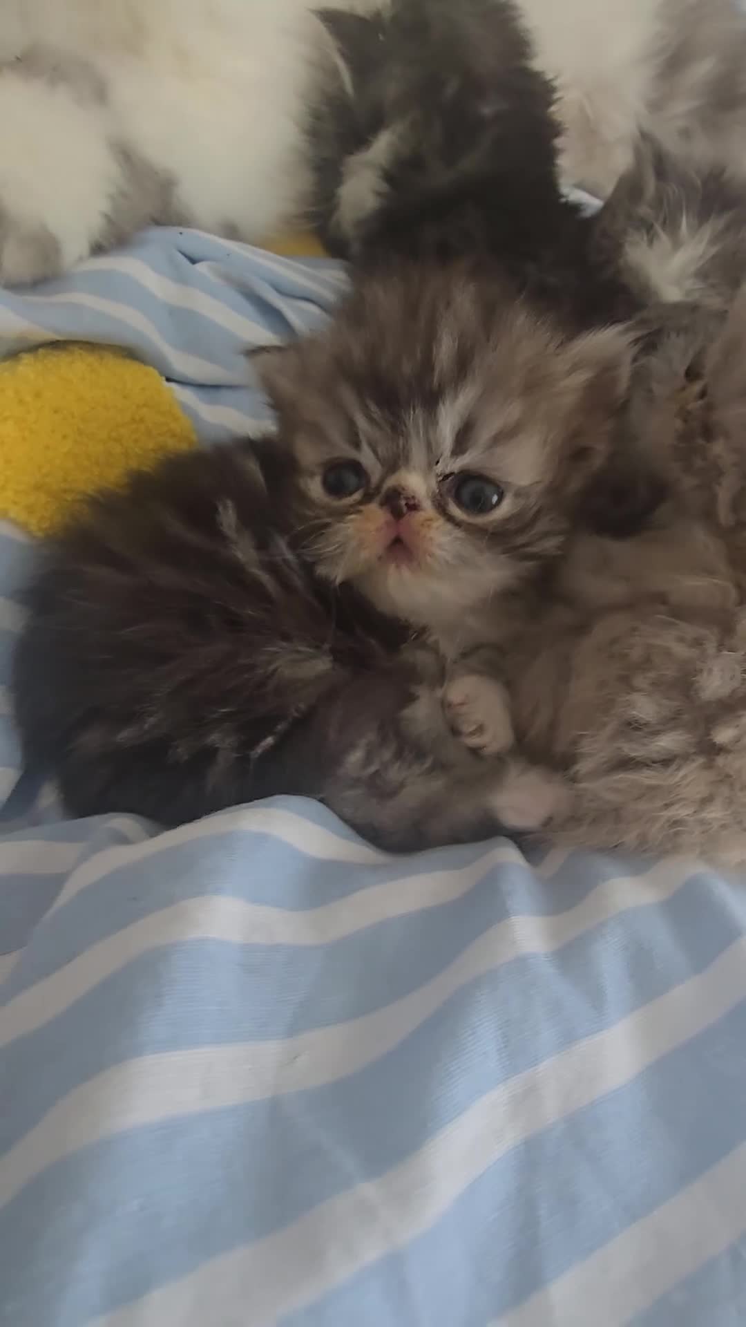 Persian cats for sale: Persian Kittens - Video 3